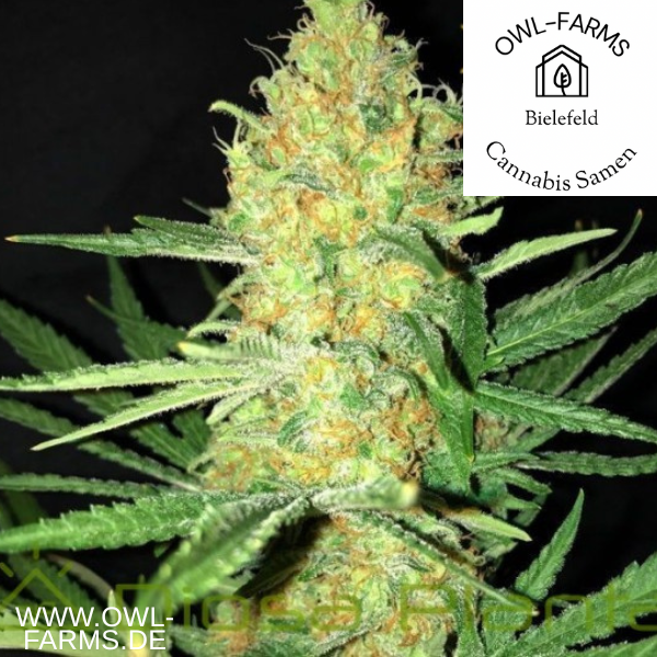 Critical Kush Auto 3 Samen