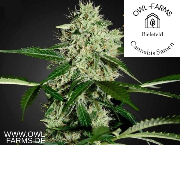 Northern Lights Auto 3 Samen