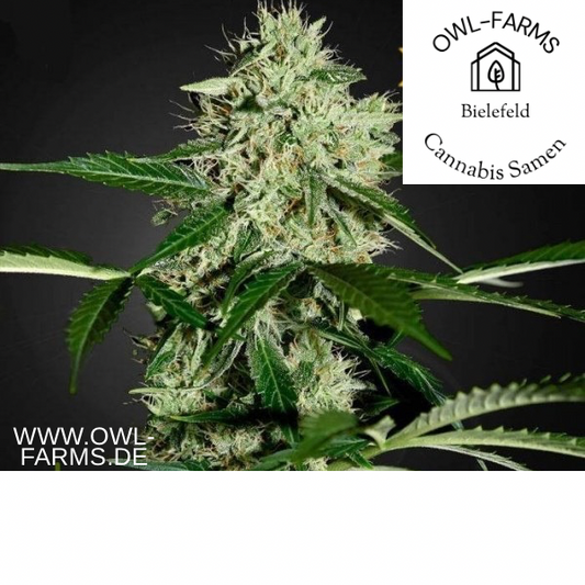 Northern Lights Auto 3 Samen