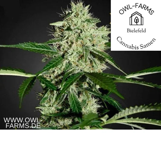 Northern Lights Auto 3 Samen