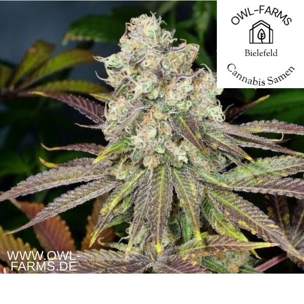Gelato #33 Auto 3 Samen
