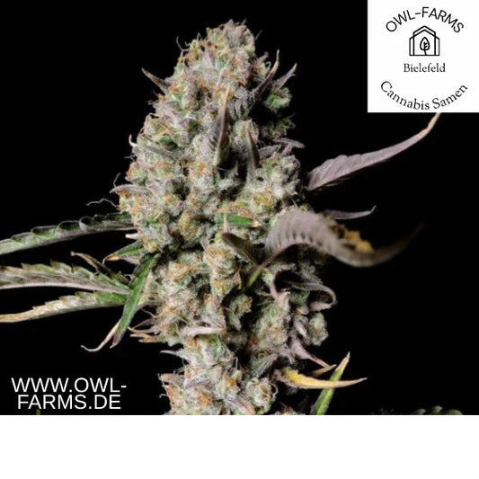 Gelato Zkittlez Auto 3 Samen