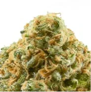 Pineapple Kush Auto 3 Samen