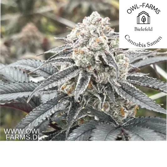 Lemon Cherry Gelato feminisiert 3 Samen