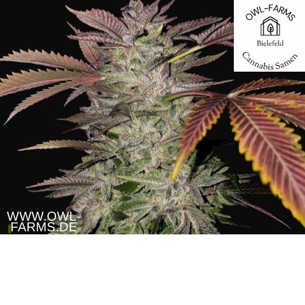 Gelato #33 feminisiert 3 Samen