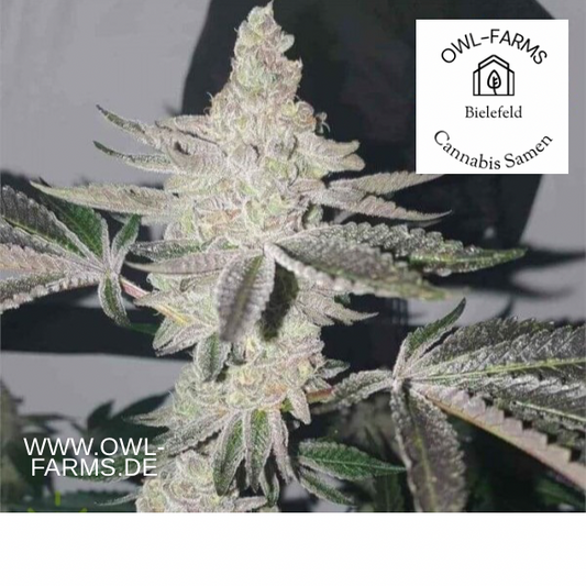 Apple Fritter Auto Seeds kaufen owl-farms