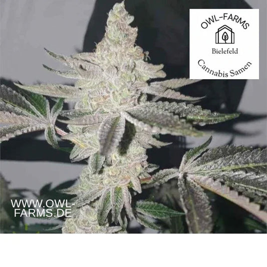Apple Fritter Auto Seeds kaufen owl-farms