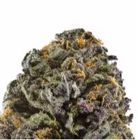 Granddaddy Purple Feminisiert 3 Samen