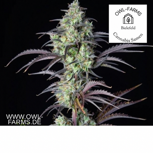 Mimosa Orange Punch Cannabis Samen OWL-Farms