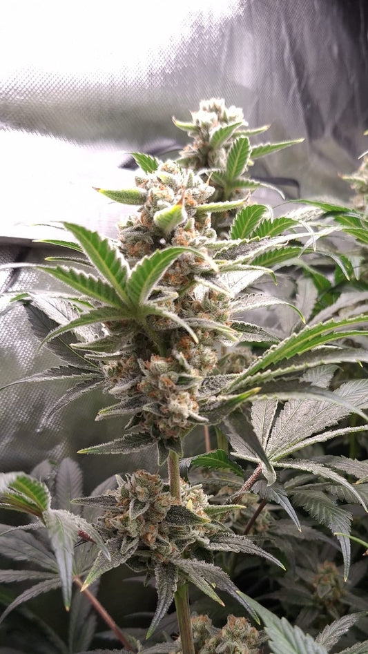 Sunset Sherbet Samen kaufen OWL-Farms seeds