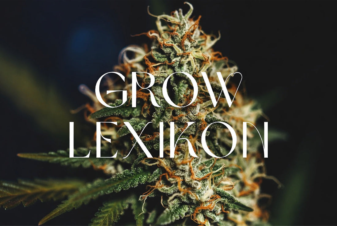Grow Lexikon: Alle wichtigen Begriffe & Abkürzungen für Cannabis Grower 2026