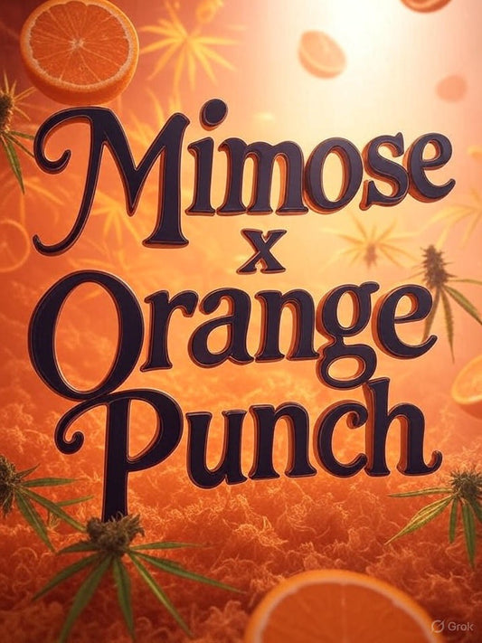 Mimosa x Orange Punch feminisiert 3 Samen