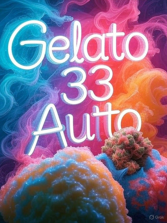 Gelato #33 Auto 3 Samen