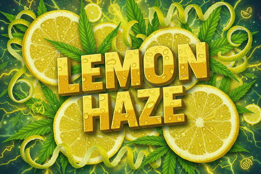 Lemon Haze Feminisiert 3 Samen
