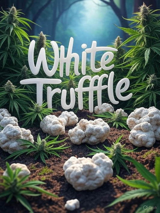 White Truffle 3 Samen Femininsiert