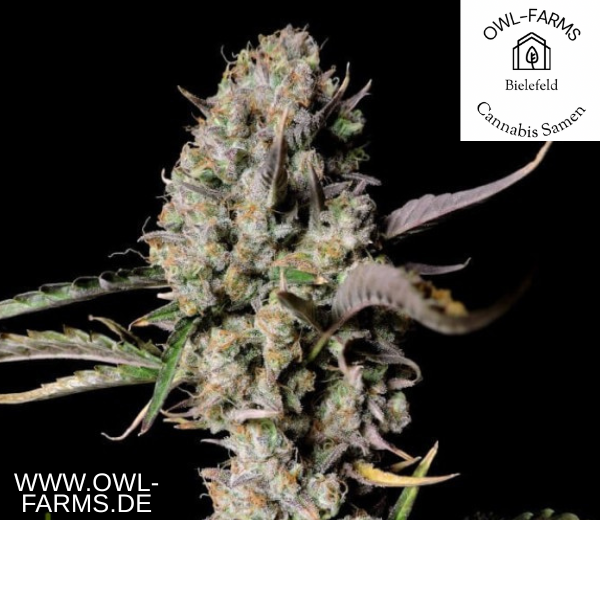 Gelato Zkittlez Auto 3 Samen 