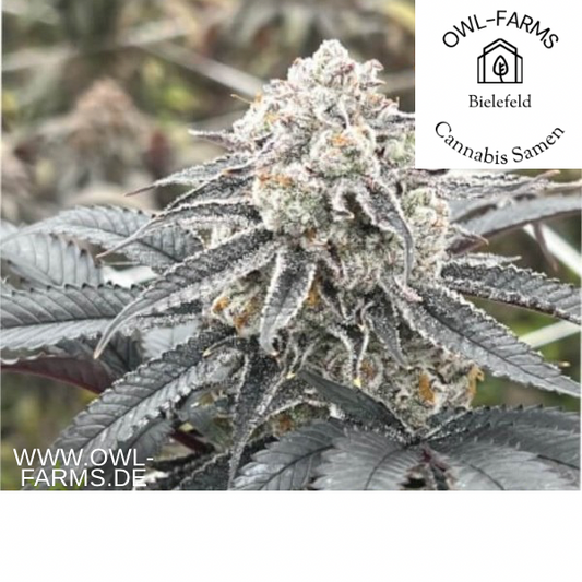 Lemon Cherry Gelato feminisiert 3 Samen