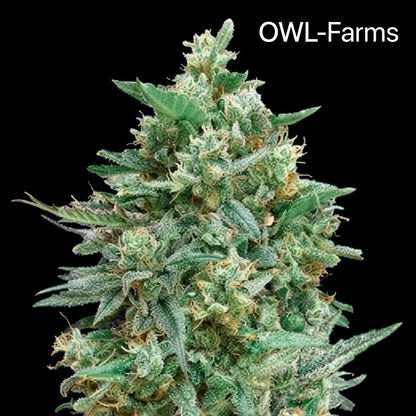 Atomic N.L. Auto Samen | OWL-Farms

