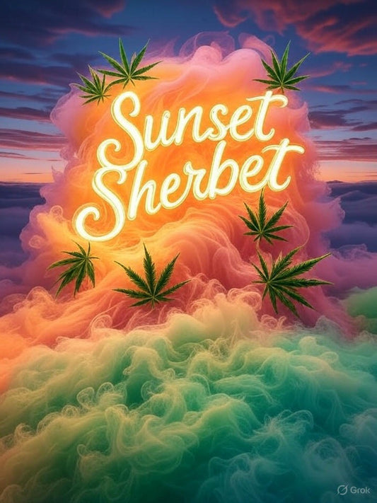 Sunset Sherbet feminisiert 3 Samen