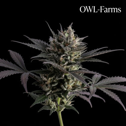 Banana-Purple-Punch-Auto_Owl-Farms.jpg