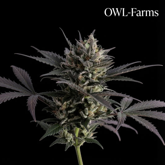 Banana-Purple-Punch-Auto_Owl-Farms.jpg