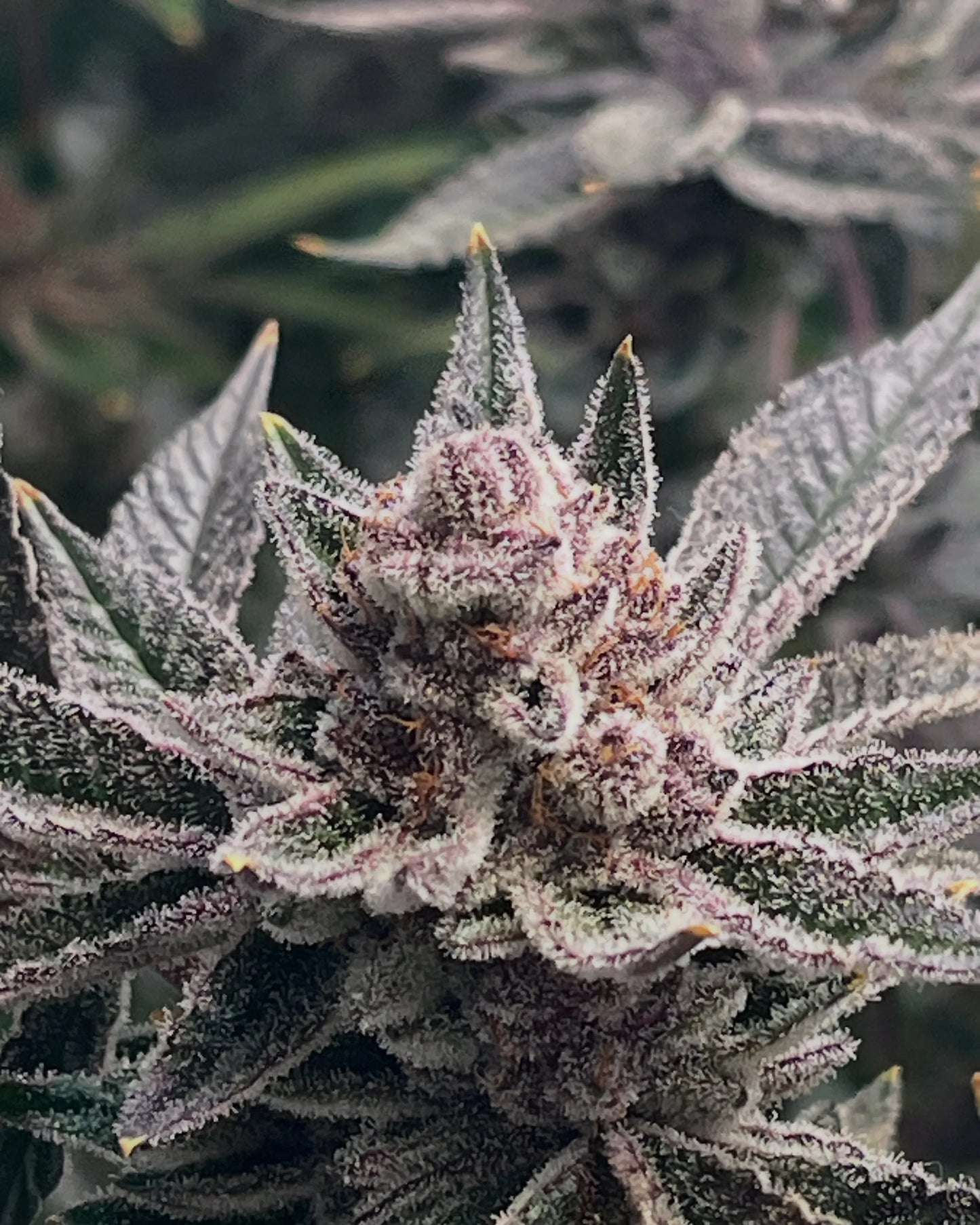 Banana Purple Punch Auto Samen kaufen Seeds OWL-Farms