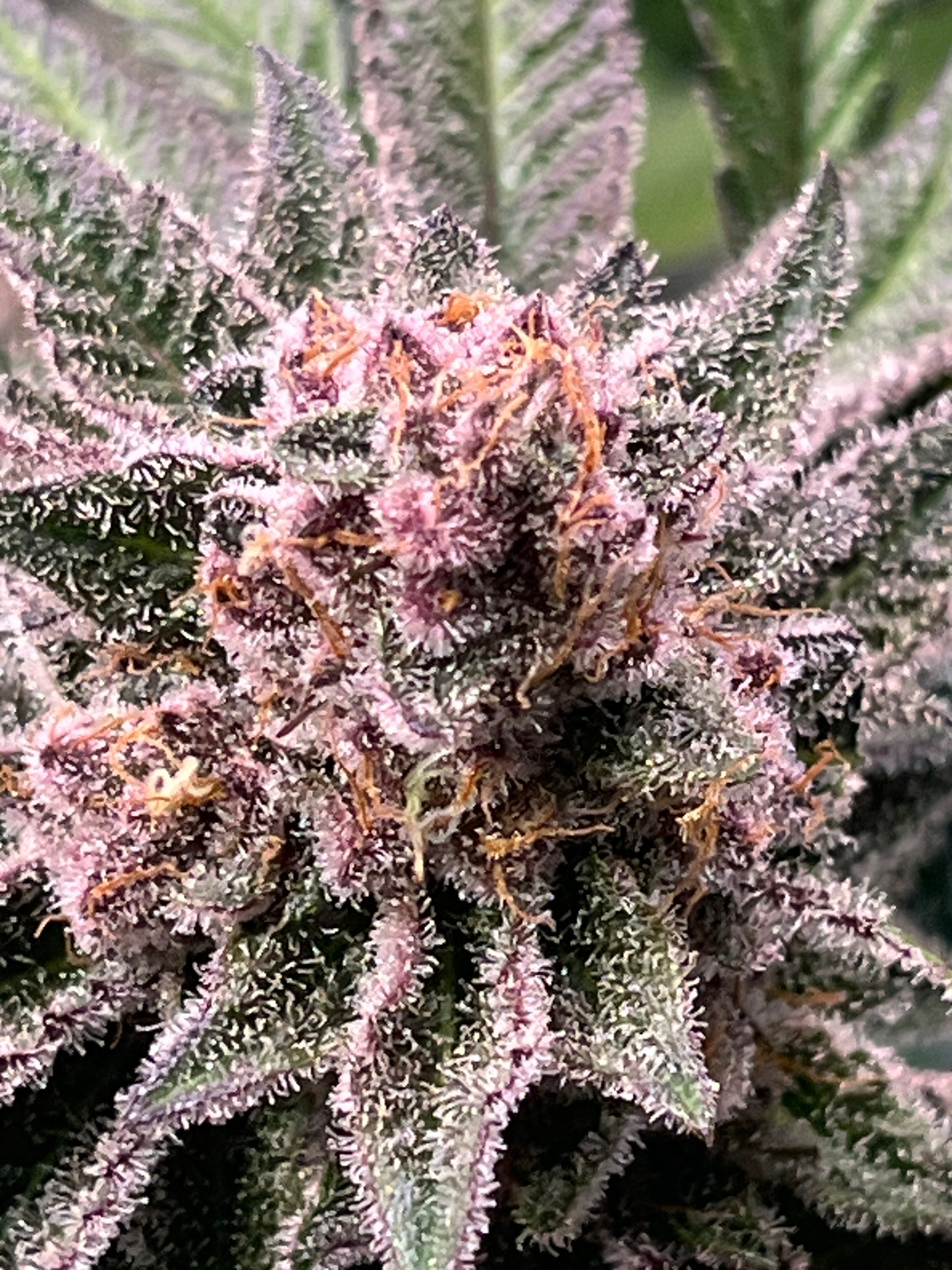 Banana Purplw Punch Auto Samen kaufen OWL-Farms