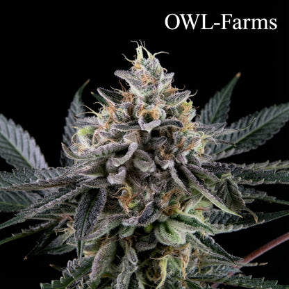 Biscotti Auto Samen – Auto | OWL-Farms

