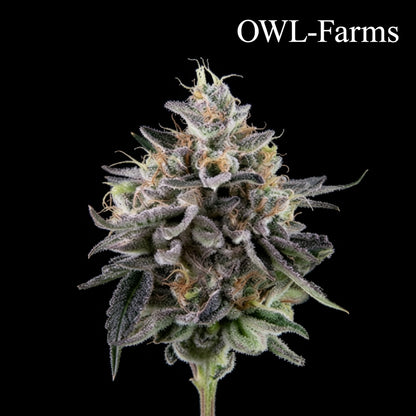 Biscotti Feminisiert Samen – Photo | OWL-Farms