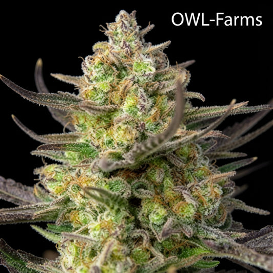 Biscotti Mintz Auto Samen – Auto | OWL-Farms

