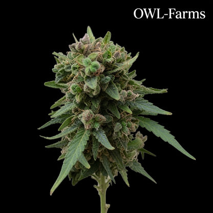 Black Domina Auto Samen | OWL-Farms

