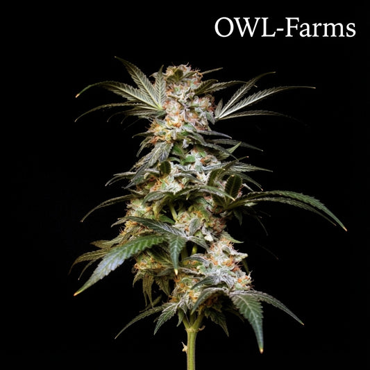 Black Domina Feminisiert Samen – Photo | OWL-Farms

