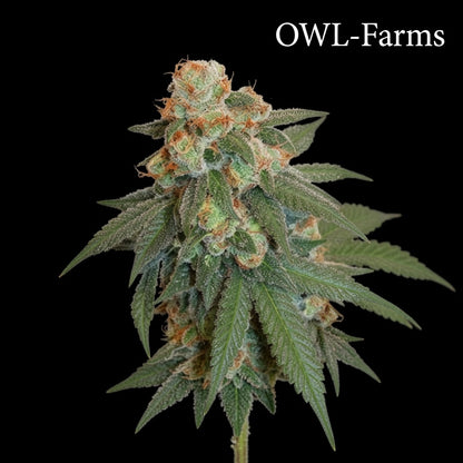 Black-Ice_Owl-Farms.jpg