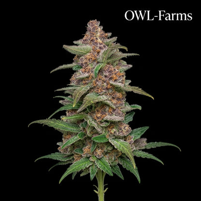 Blackberry Auto Samen | OWL-Farms

