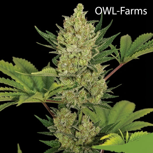 Blue Cheese Auto Samen – Auto | OWL-Farms

