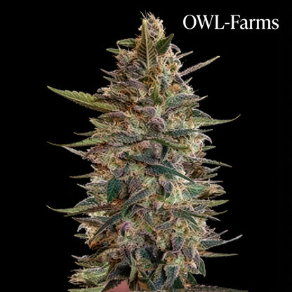 Blue Diesel Auto Samen | OWL-Farms

