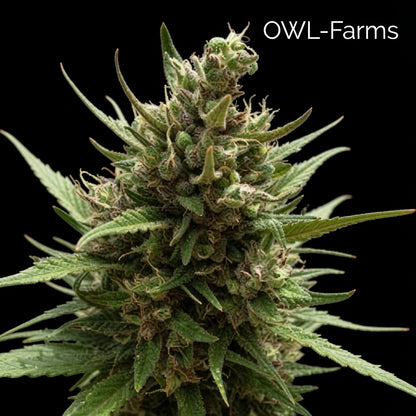 Blueberry Auto Samen | OWL-Farms

