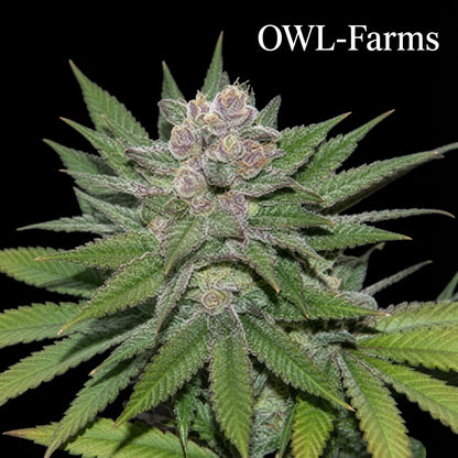 Blueberry Cookies Auto Samen – Auto | OWL-Farms

