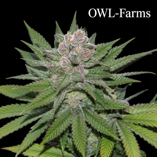 Blueberry Cookies Auto Samen – Auto | OWL-Farms

