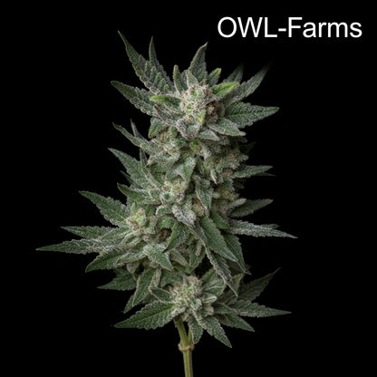 Bubblegum-Kush-Auto_Owl-Farms.jpg