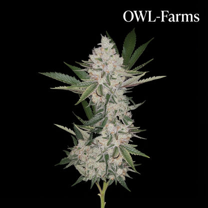 Chemdawg Feminisiert Samen – Photo | OWL-Farms

