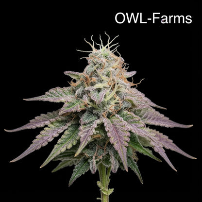 Cherry Pie Feminisiert Samen – Photo | OWL-Farms

