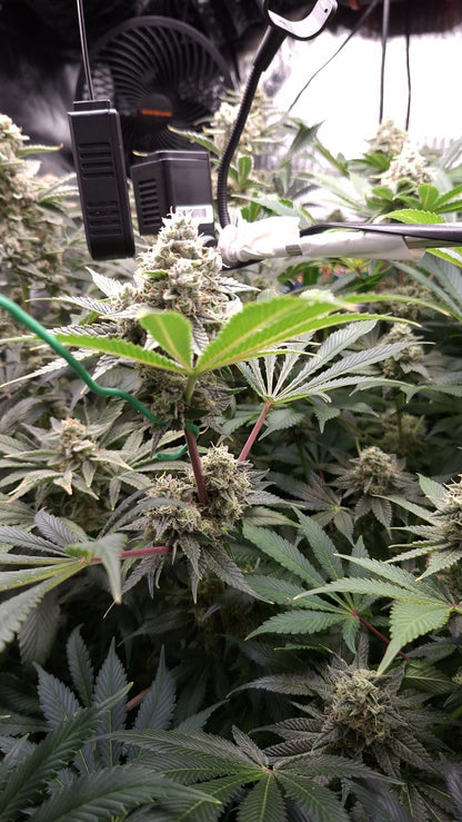 Cherry Pie Samen kaufen OWL-Farms seeds