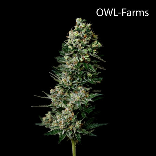 Chocolope_Owl-Farms.jpg
