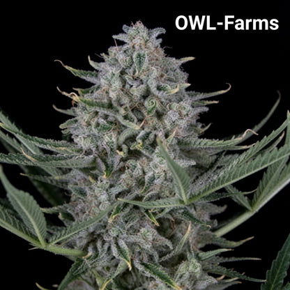 Cookies Auto Samen – Auto | OWL-Farms

