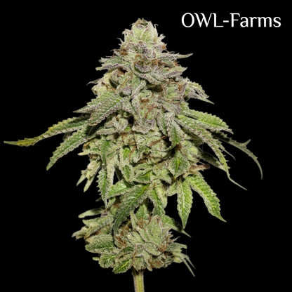 Cookies Fastflower Feminisiert Samen – Photo | OWL-Farms
