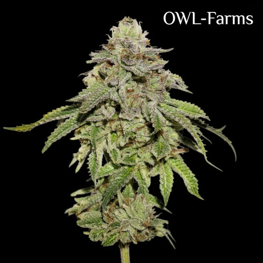 Cookies Fastflower Feminisiert Samen – Photo | OWL-Farms