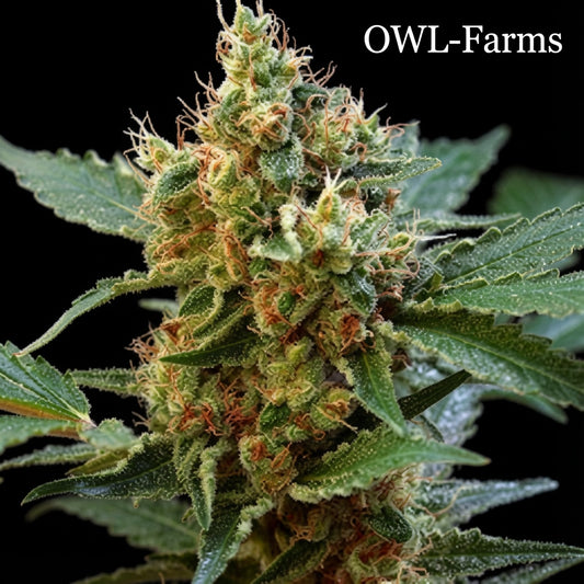 Cream Mandarin Auto Samen – Auto | OWL-Farms


