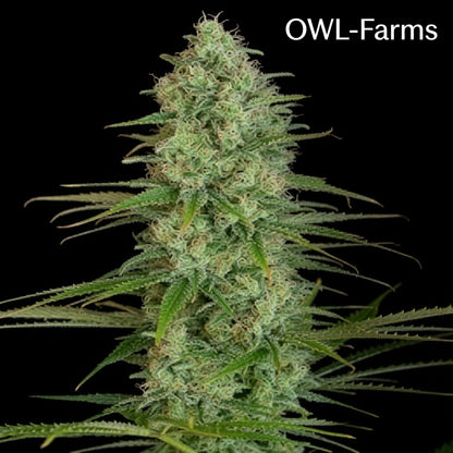 Critical Auto Samen | OWL-Farms


