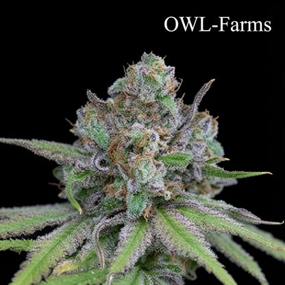Critical Purple Kush Auto Samen | OWL-Farms

